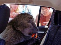 It is a baboon! In a car!