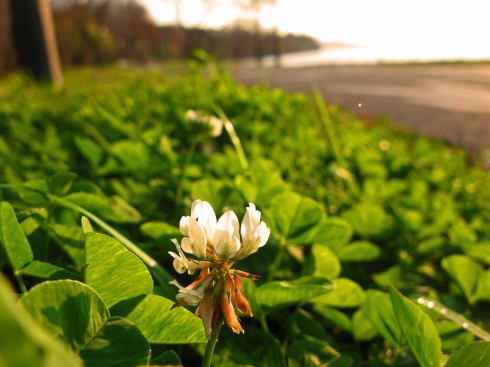 White clover