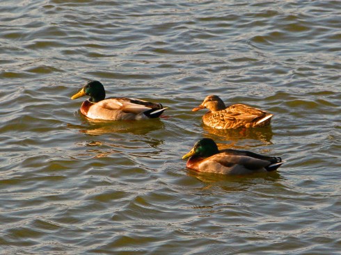 Mallards