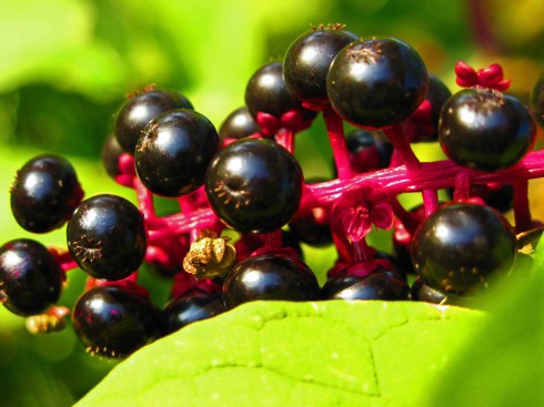 Elderberry bushes