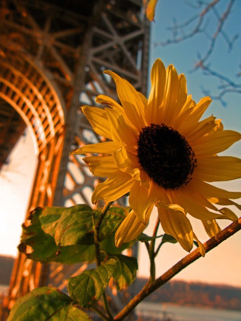 A sunflower in the shadow of the George Washington Bridge