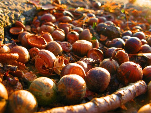 Acorns