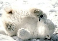 Knut, cute