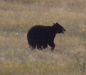 This is not Bubba, but it IS a bear, and that's got to count for something, right?