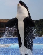 killer whale