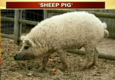 SHEEP PIG!!!!