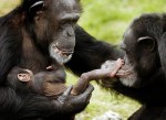 Chimpanzees