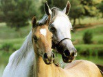 Horses. I mean, what else is there to say? These are horses, the end. 