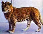 leopon