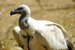 cape vulture