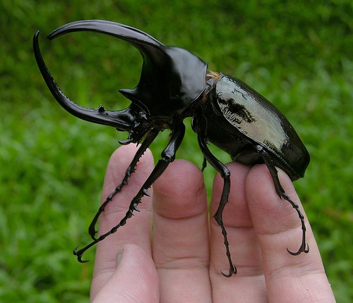 rhino beetle