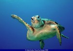 loggerhead