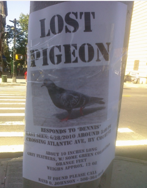 LOST PIGEON!