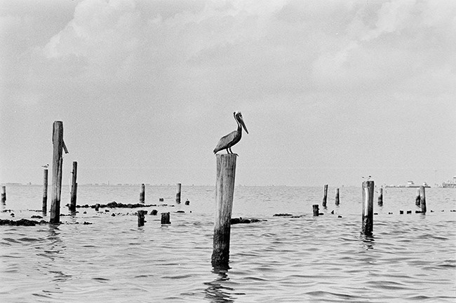 Pelican, Grand Isle, La. 