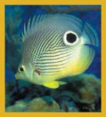 butterfly fish