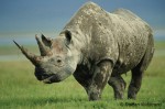 this is not Phila, but it is another black rhino