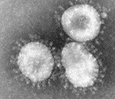 'Novel Coronavirus' was named in honor of National Novel Writing Month.