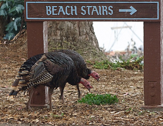 We'll skip dinner and go straight to the beach, thanks.