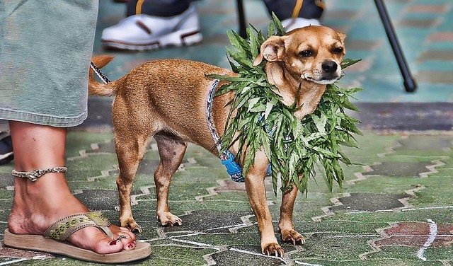 This Weed Iz Mine.