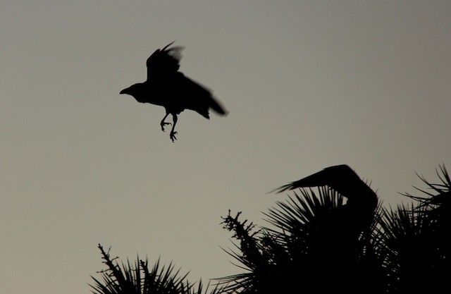 But the raven, sitting lonely on the placid bust, spoke only that one word: 'Poontang.'