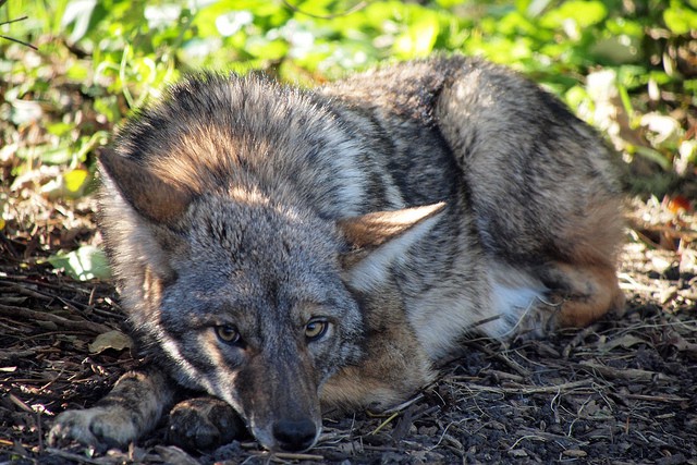 Is this the Mission District trapped coyote? It hasn't said one way or the other ....