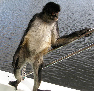 A local spider monkey of Belize.