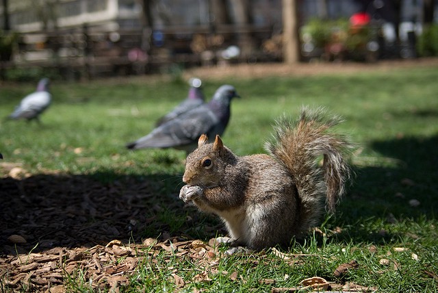 Soon you'll be able to eat INDOORS, Union Square squirrel!