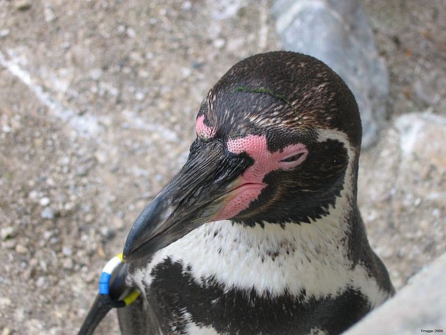 sad penguin