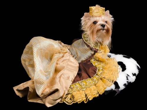 princessdog