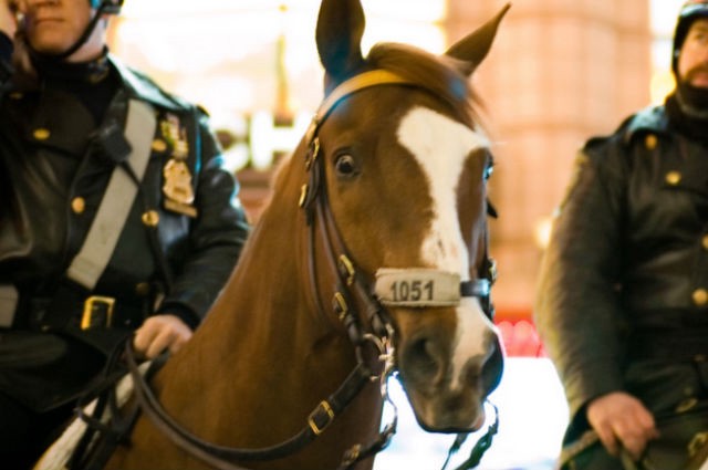 YOUNG HORSE IN THE BIG CITY, LOVE MY JOB AND MY FRIENDS :)