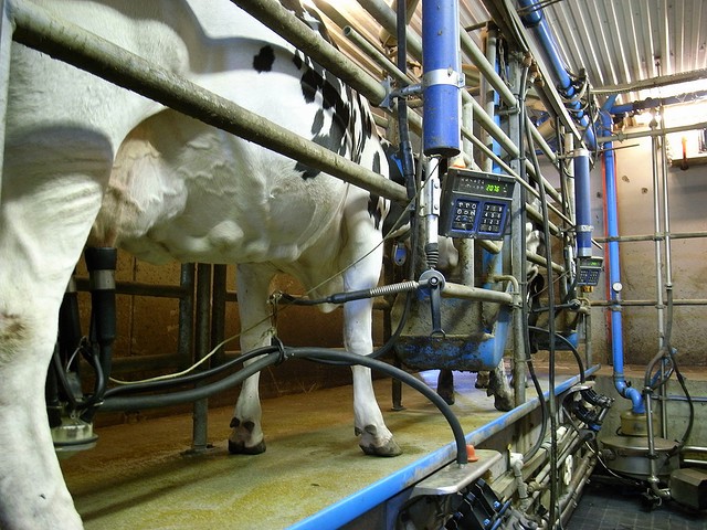 milked