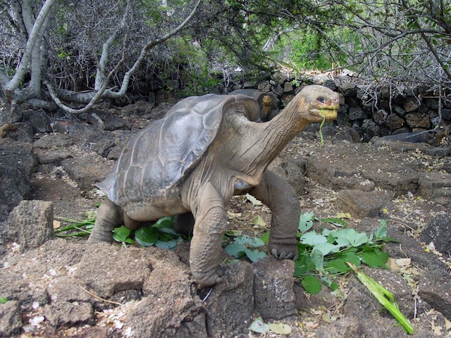 lonesome george