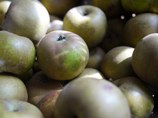 Golden Russet apples