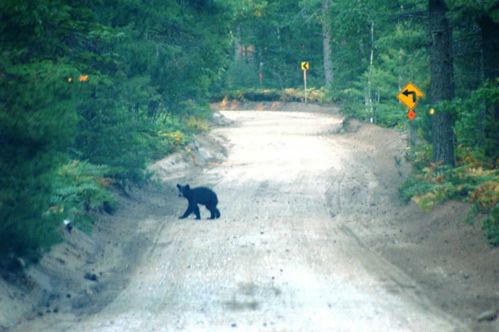 why did the bear cross the road