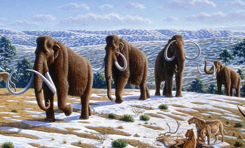 Woolly_mammoth_(Mammuthus_primigenius)_-_Mauricio_Antón